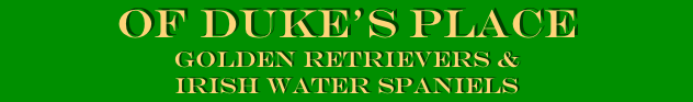 Of duke’s Place
golden retrievers & irish water spaniels
